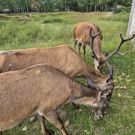 Jeleni Zakątek W Leleszkach Dom wakacyjny