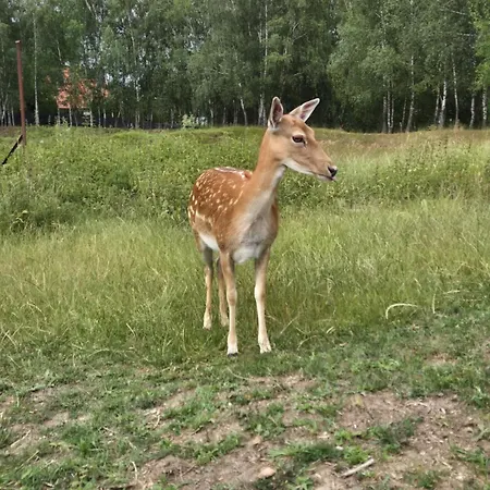 Jeleni Zakatek W Leleszkach * Leleszki